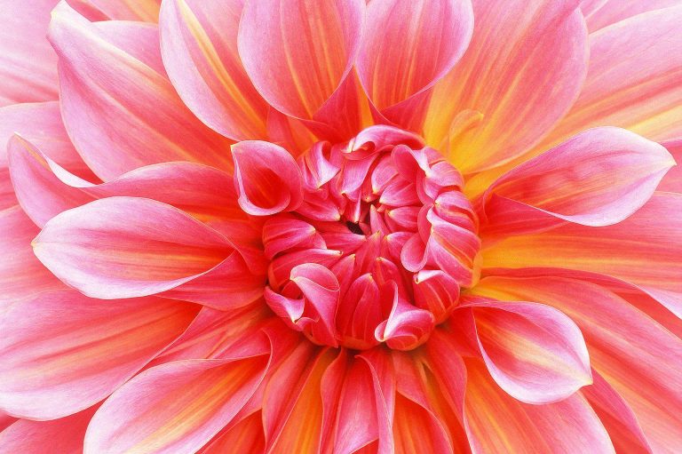 Close-up van Dahlia