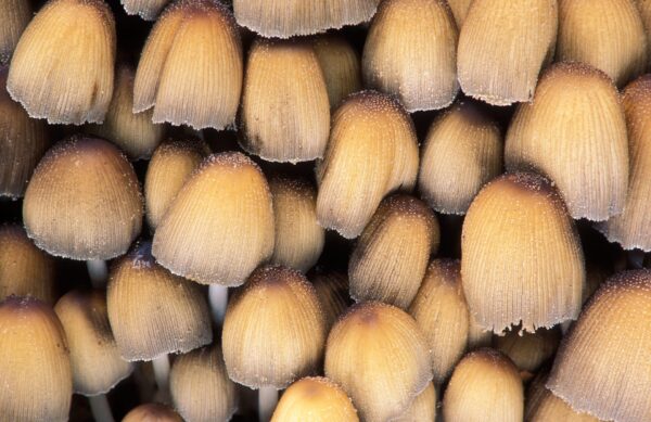 Natuurfotografie paddenstoelen.