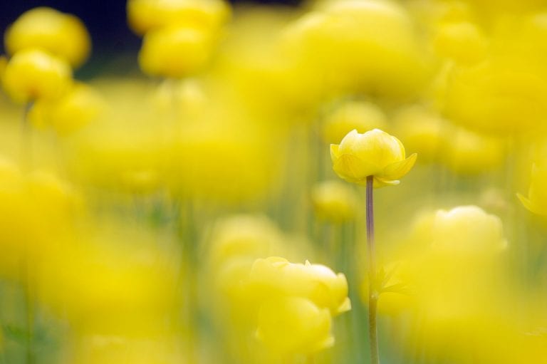 Doorkijkje in een veldje trollius bloemen