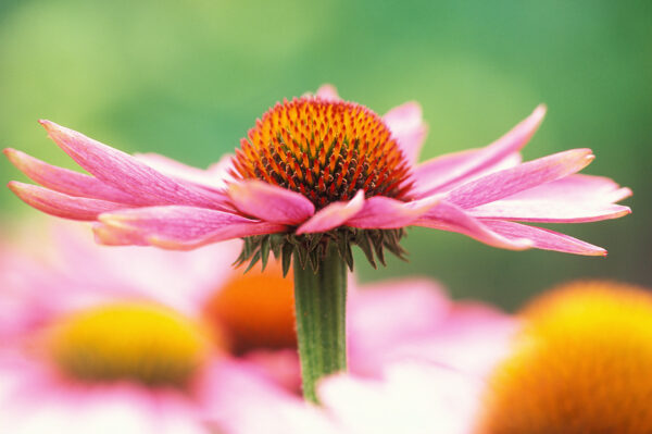 Echinacea purpurea bloem