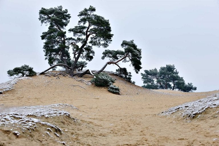 Berijpte vliegden en zand op het Kootwijkerzand