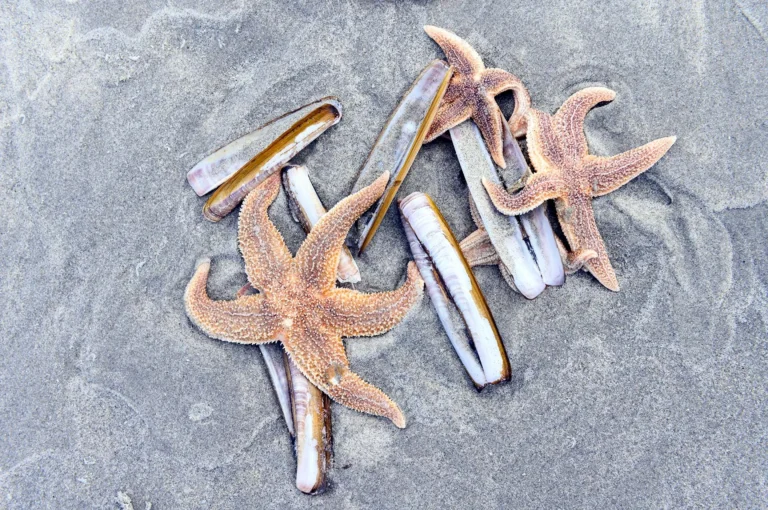 Zeesterren en schelpen op het strand.