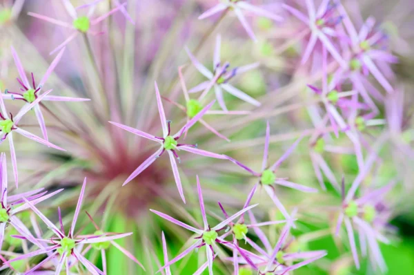 Close-up van Allium bloem.