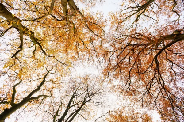 Boomkronen in de herfst.