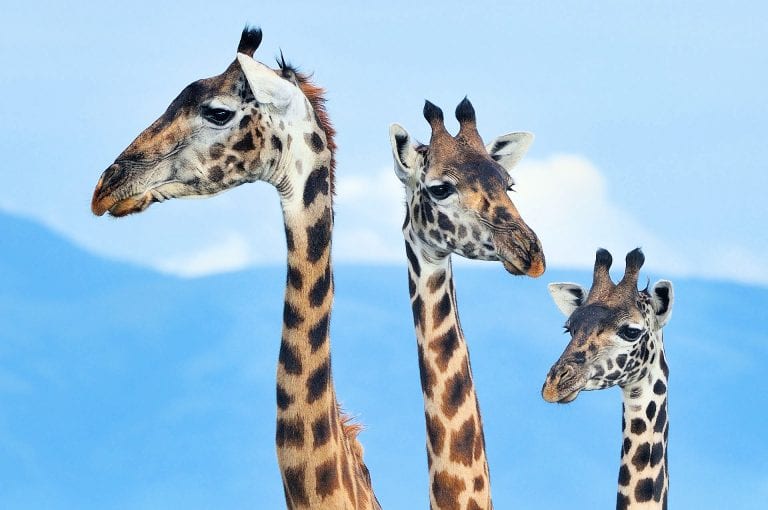 Portret van drie giraffen in de Serengeti