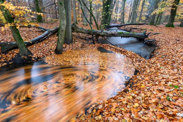 Beek met blaadjes in het water in de herfst.