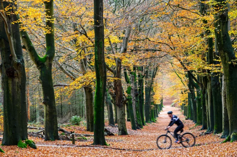 Mountain biker in bos