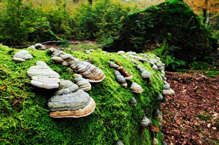 Paddenstoelen op boom in Speulderbos