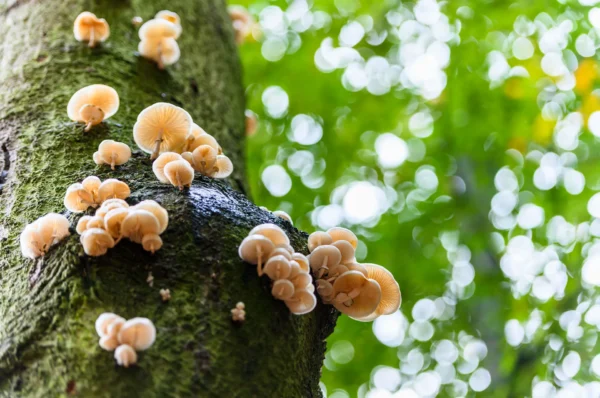 Paddenstoelen op boom.