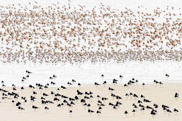 Strandlopers en rosse grutto's.