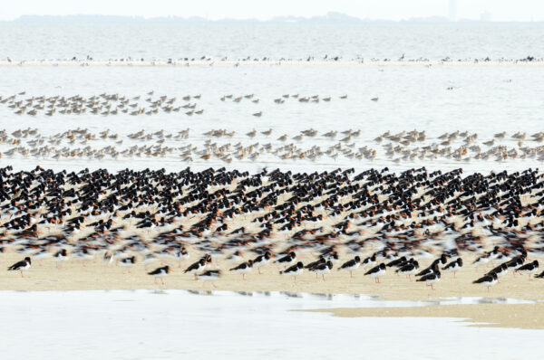 Scholeksters, wulpen en rosse grutto's op het wad.