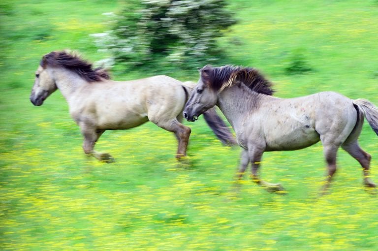 Rennende konik paarden in de Blauwe kamer