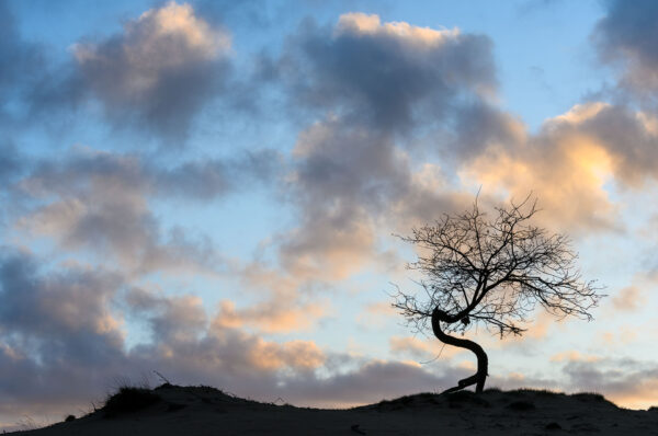 Boom in silhouet Kootwijkerzand